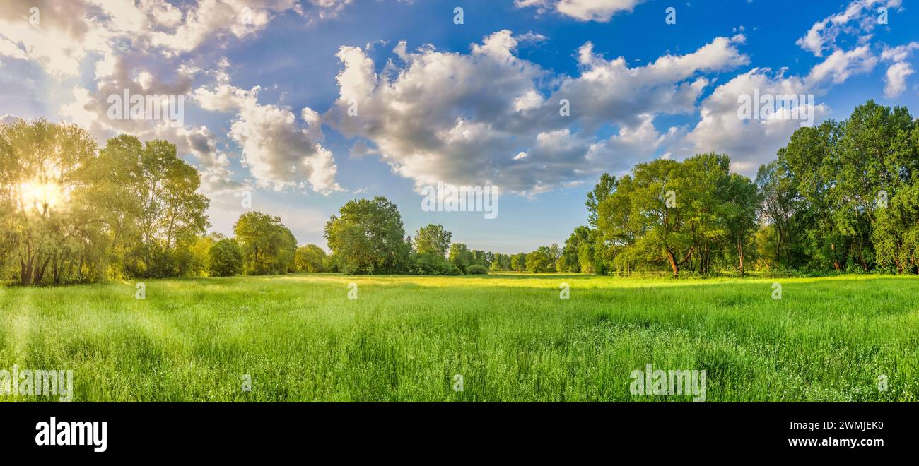 Schöne helle Landschaft mit Gras Feld und Wiese Frühling frische grüne Waldbäume Umweltkonzept. Sonnenstrahlen träumen Frühlings-Naturpanorama Stockfoto