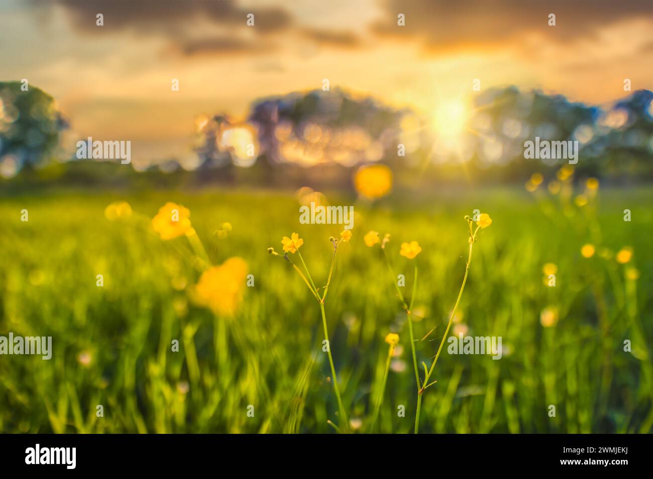 Abstrakte Landschaft des Sonnenuntergangs mit gelben Blumen und Graswiese auf der warmen goldenen Stunde Sonnenuntergang oder Sonnenaufgang. Ruhiger Frühling Sommer Natur Nahaufnahme Unschärfe Stockfoto