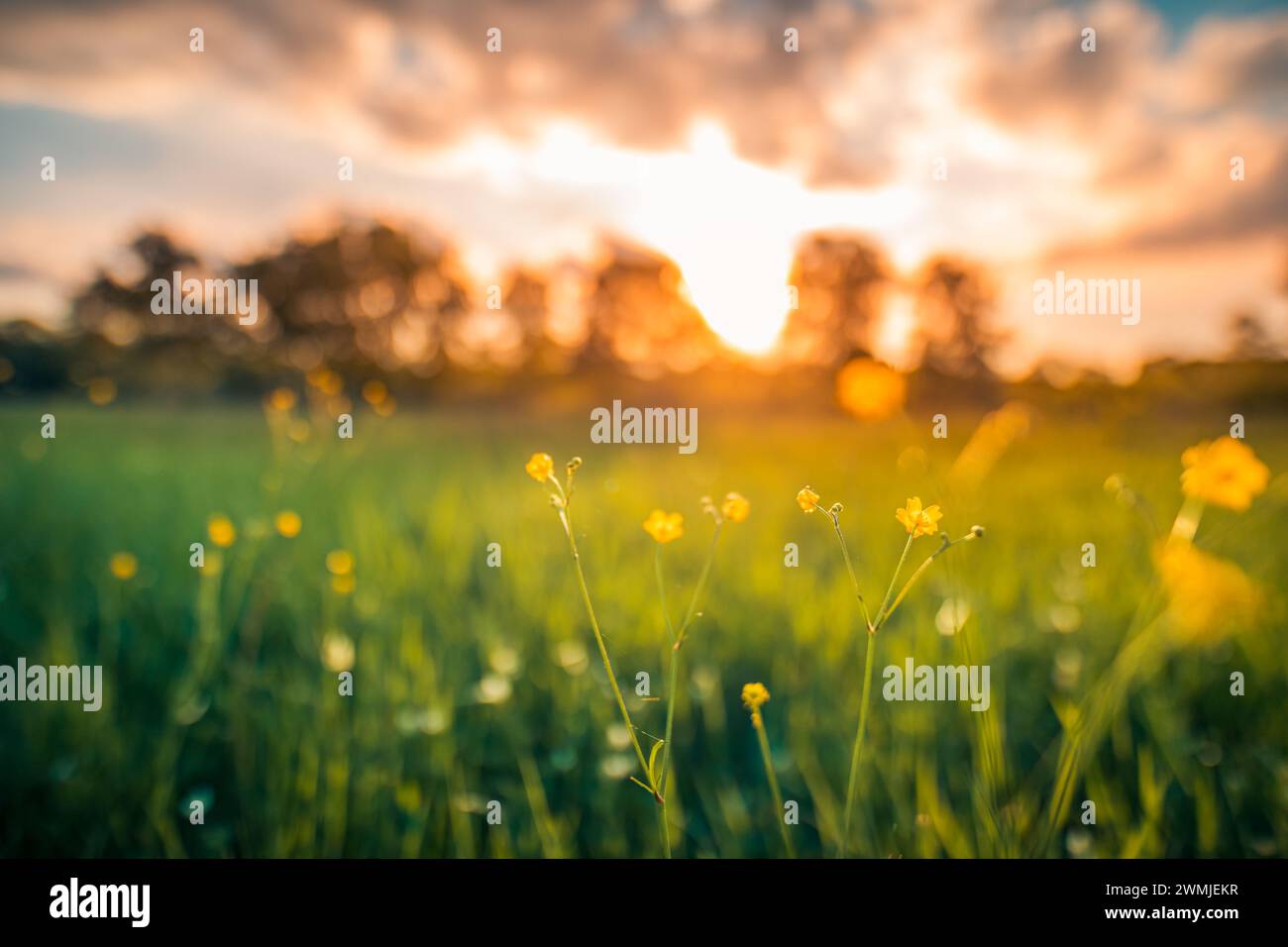 Abstrakte Landschaft des Sonnenuntergangs mit gelben Blumen und Graswiese auf der warmen goldenen Stunde Sonnenuntergang oder Sonnenaufgang. Ruhiger Frühling Sommer Natur Nahaufnahme Unschärfe Stockfoto