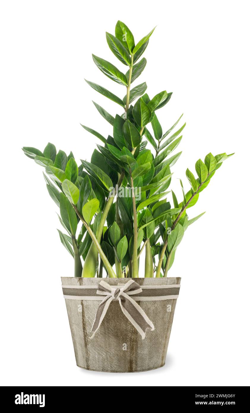 Zanzibar gem (Zamioculcas zamiifolia) Pflanze in Vase isoliert auf weißem Hintergrund Stockfoto