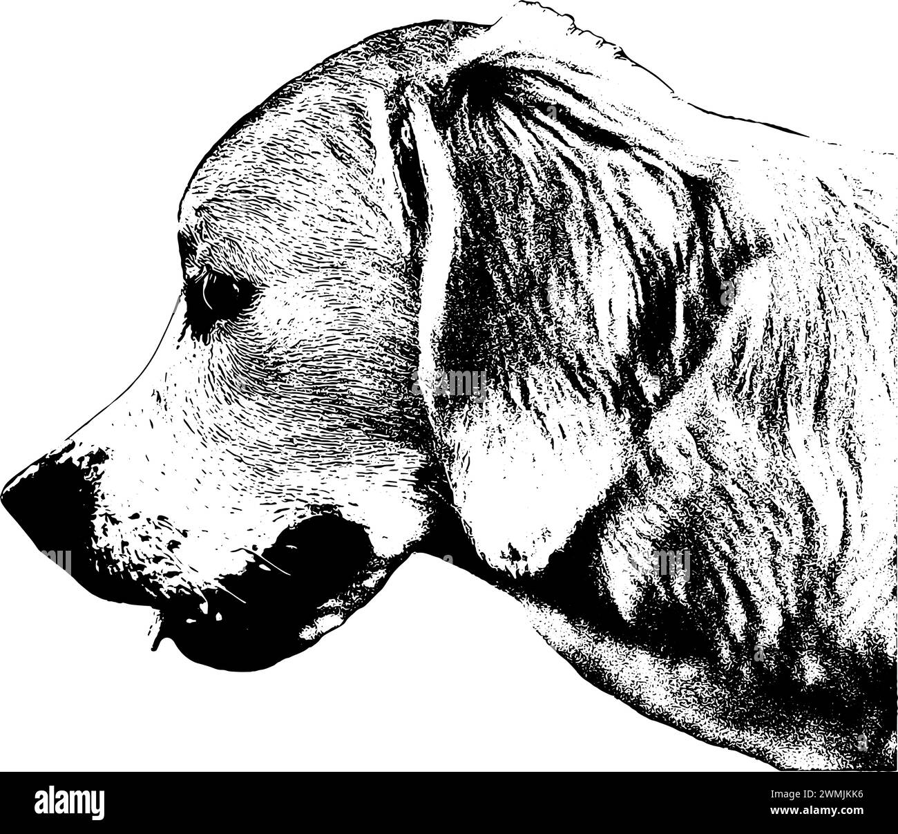 Golden Retriever Hund, Profil, Porträt, Skizze in schwarz, isoliert Stock Vektor