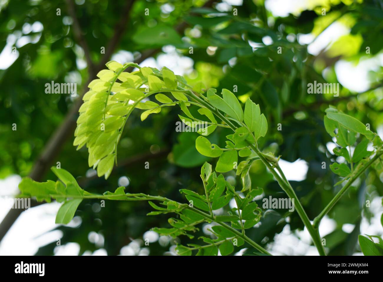 Affenschotenbaum (Samanea saman, Regenbaum, Riesenthibet, inga saman, KuhTamarinde, Ostindischer Nussbaum, Soar, Suar) natürliche Blumen Hintergrund Stockfoto