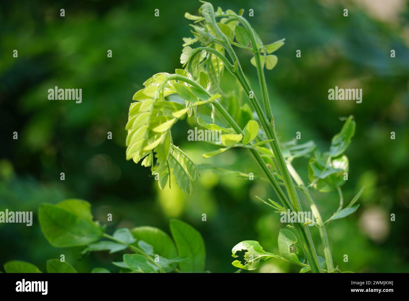 Affenschotenbaum (Samanea saman, Regenbaum, Riesenthibet, inga saman, KuhTamarinde, Ostindischer Nussbaum, Soar, Suar) natürliche Blumen Hintergrund Stockfoto