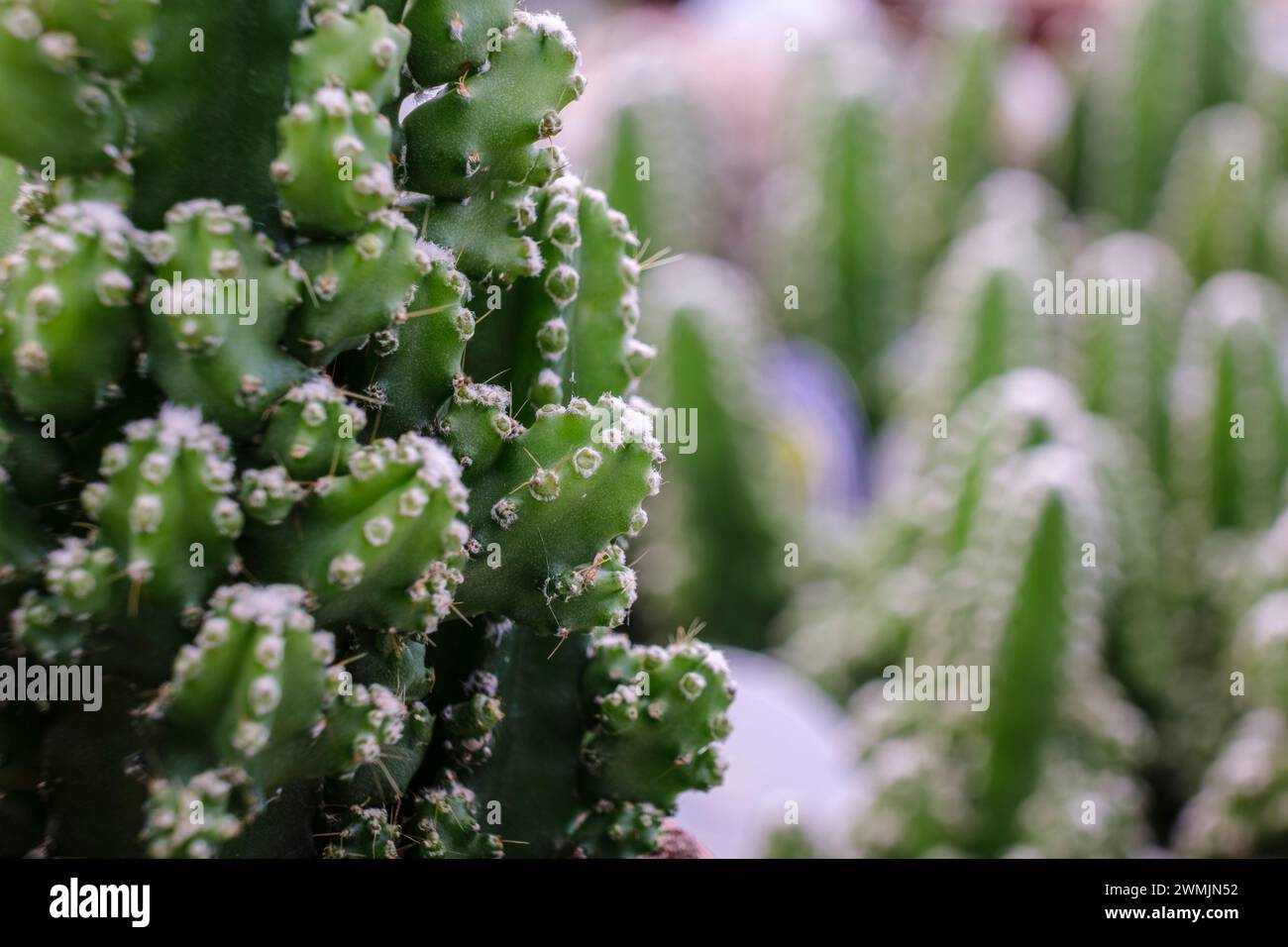 Kaktus für Computer, Cereus uruguayanus, Mallorca, Balearen, Spanien Stockfoto