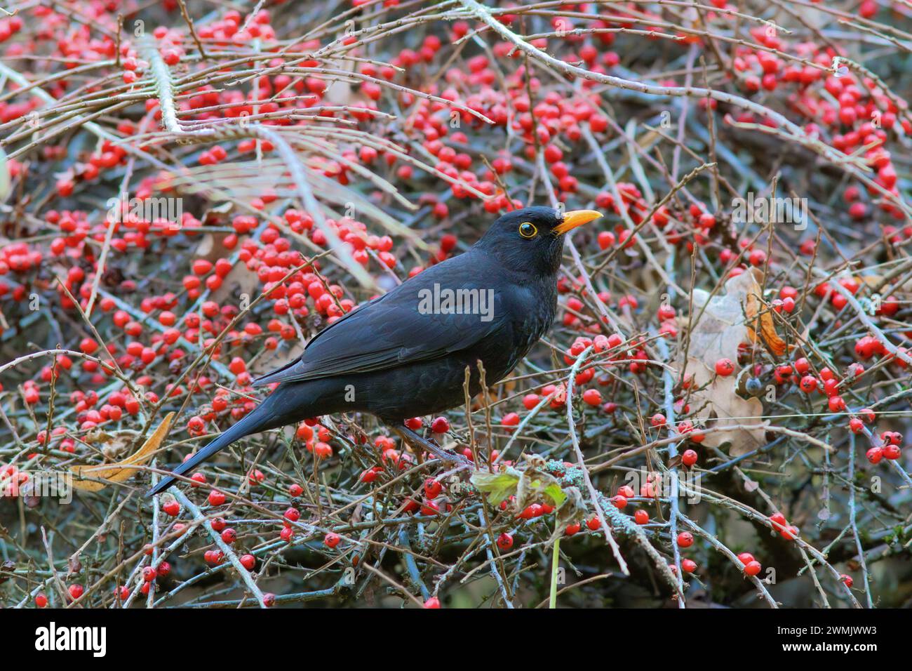 Männliche Amsel auf Nahrungssuche an einem mit roten Beeren (Turdus merula) gefüllten Cotoneaster-Busch Stockfoto