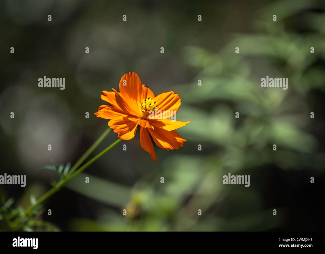 Nahaufnahme einer Blume mit flachem Fokus auf der Mitte Stockfoto