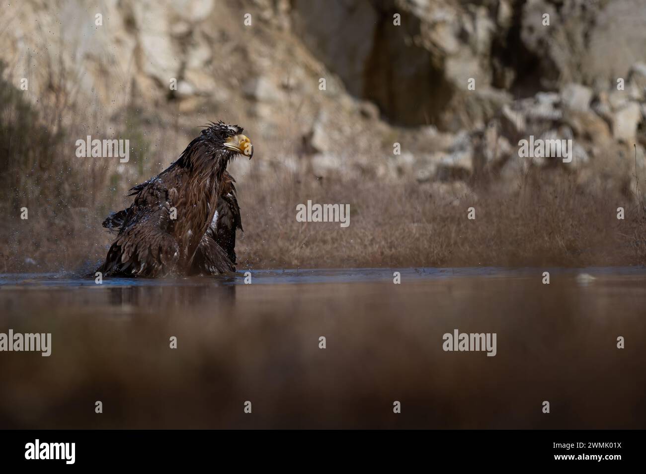 Steller's Seeadler (Haliaeetus pelagicus), auch bekannt als Pazifikadler oder Weißschulteradler. Stockfoto