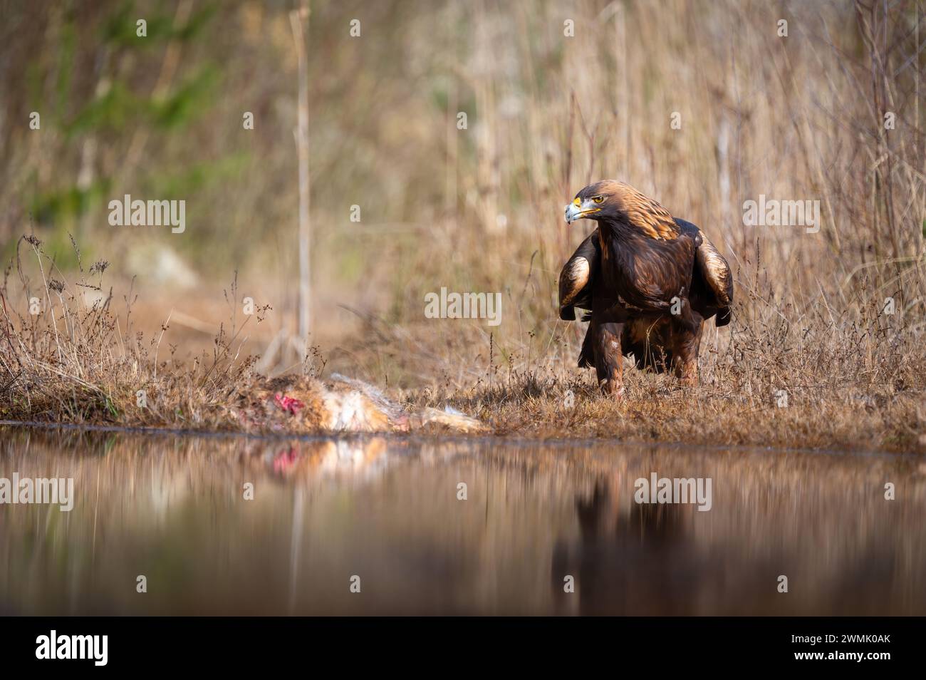 Der Goldadler (Aquila chrysaetos), ein Raubvogel, der auf der nördlichen Hemisphäre lebt. Stockfoto