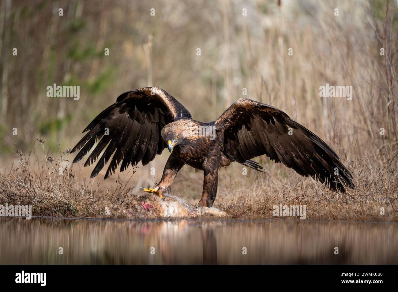 Der Goldadler (Aquila chrysaetos), ein Raubvogel, der auf der nördlichen Hemisphäre lebt. Stockfoto
