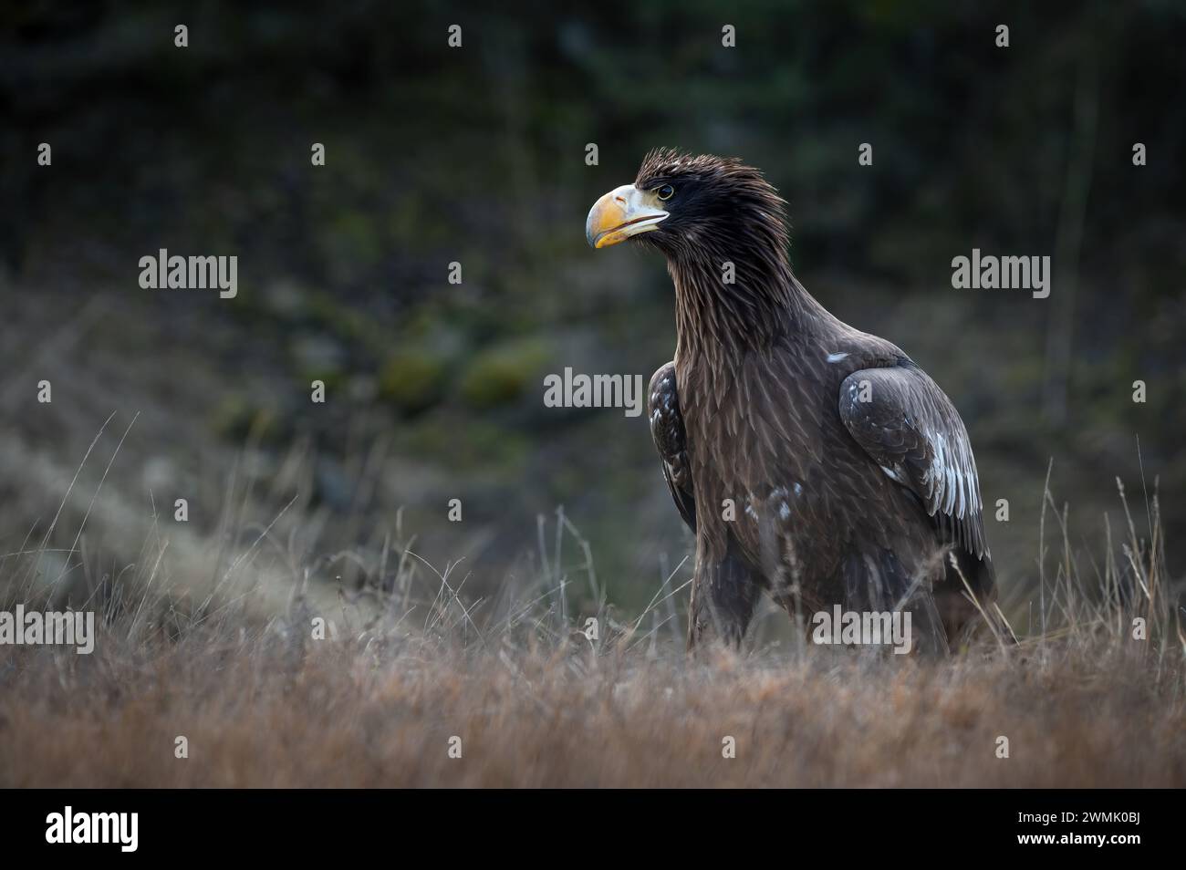 Stellers Seeadler sitzt auf der Erde. Stockfoto