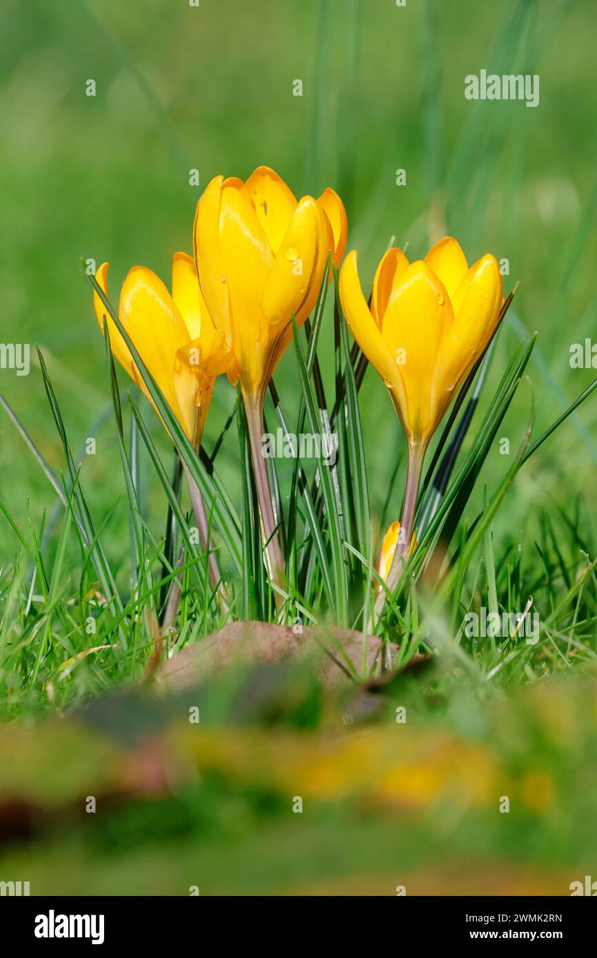 Frühlingskrokusse blühen auf einem Rasen Stockfoto