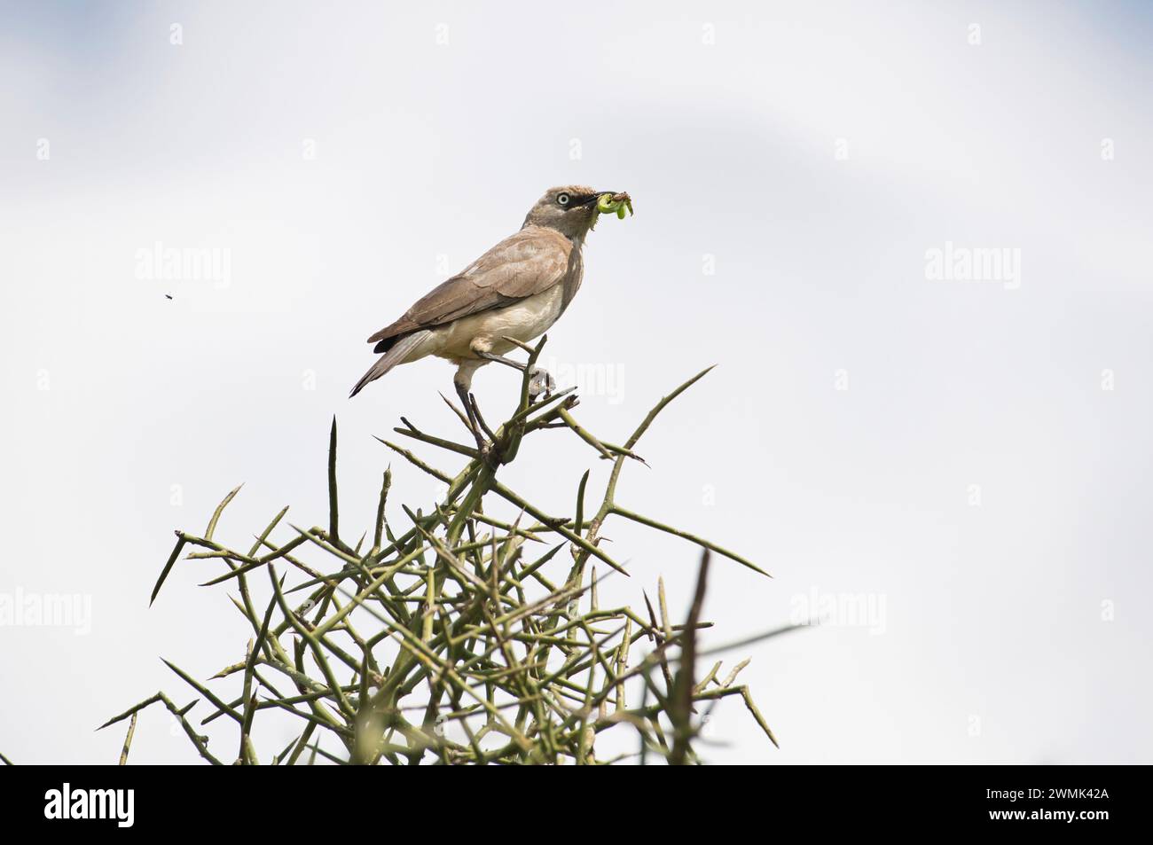 Fischers Starling (Lamprotornis fischeri), der Futter zum Nest bringt Stockfoto