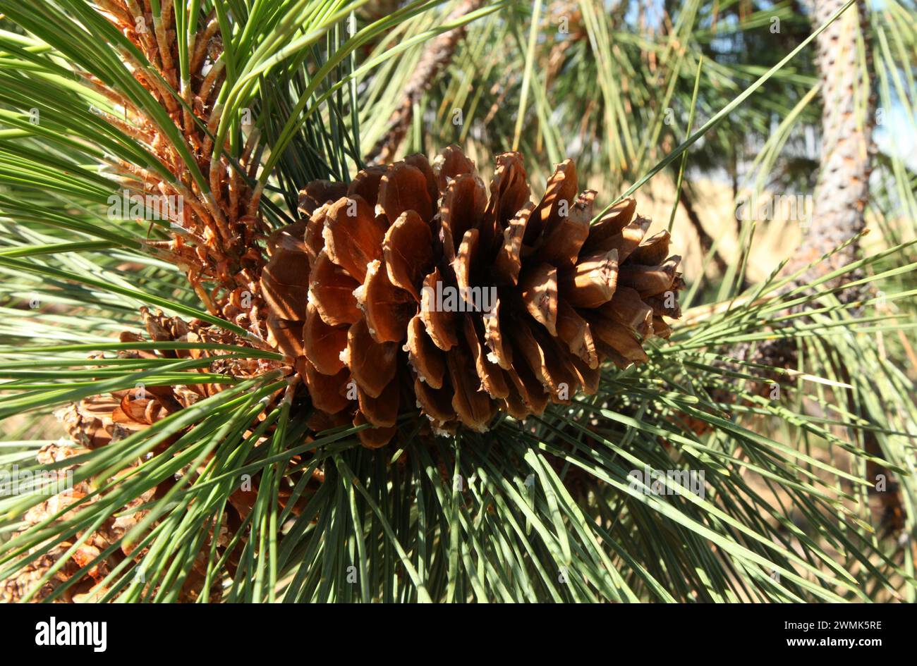 Ponderosa Pine (Pinus ponderosa) Kegel in den Blue Mountains, Oregon Stockfoto