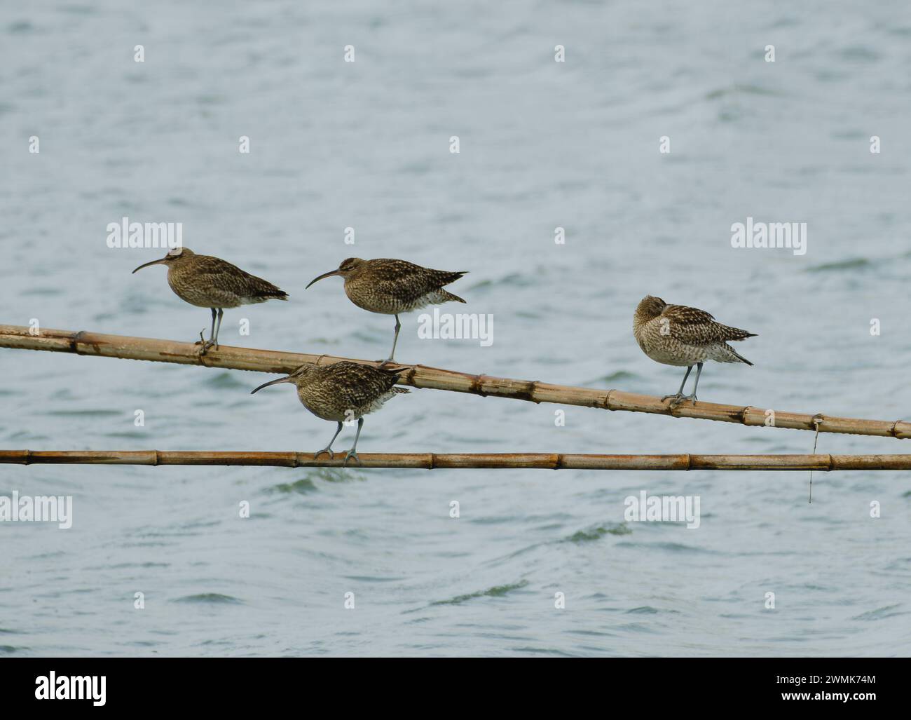 Vier Seevögel verbringen den Nachmittag auf einigen Stangen über dem Meer, es scheint, als wären drei von ihnen wütend auf den vierten Stockfoto