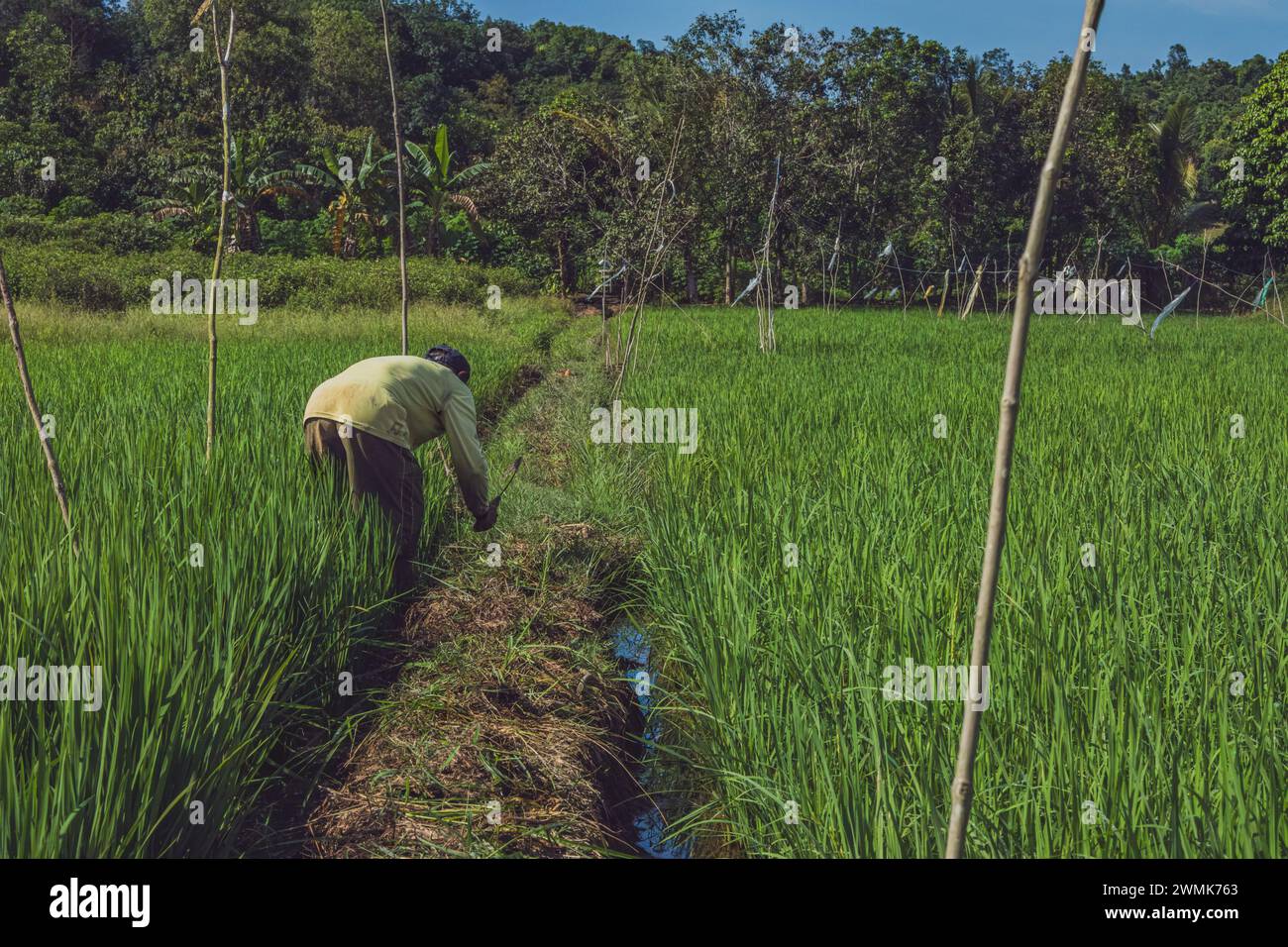 Balikpapan, Indonesien - 8. Februar 2024. Er reinigt das Feld von wildem Gras. Stockfoto
