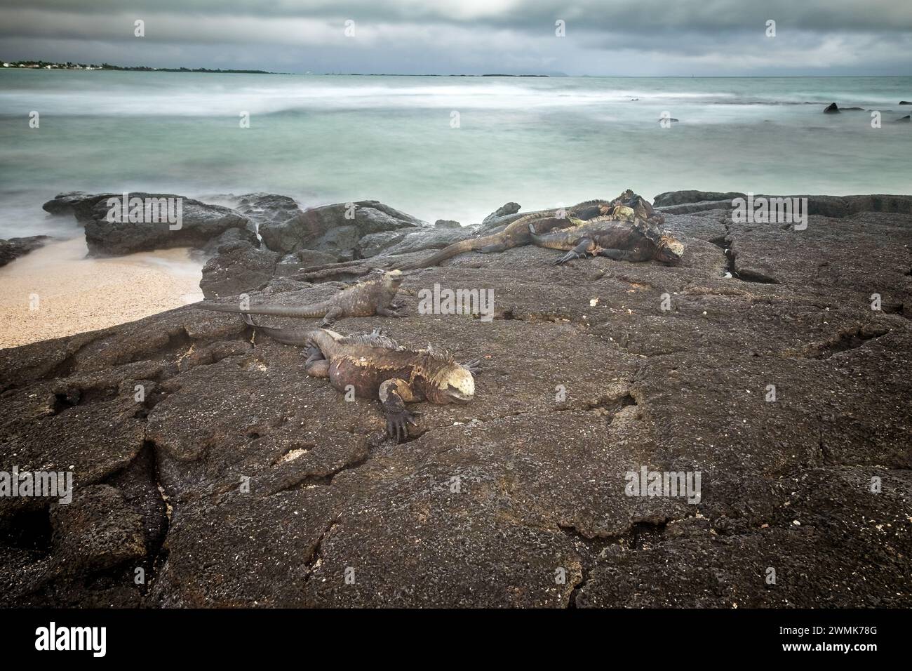 Lange Exposition mit einigen Leguanen, die auf den vulkanischen Felsen eines Strandes ruhen. Isabela Island, Galapagos. Stockfoto