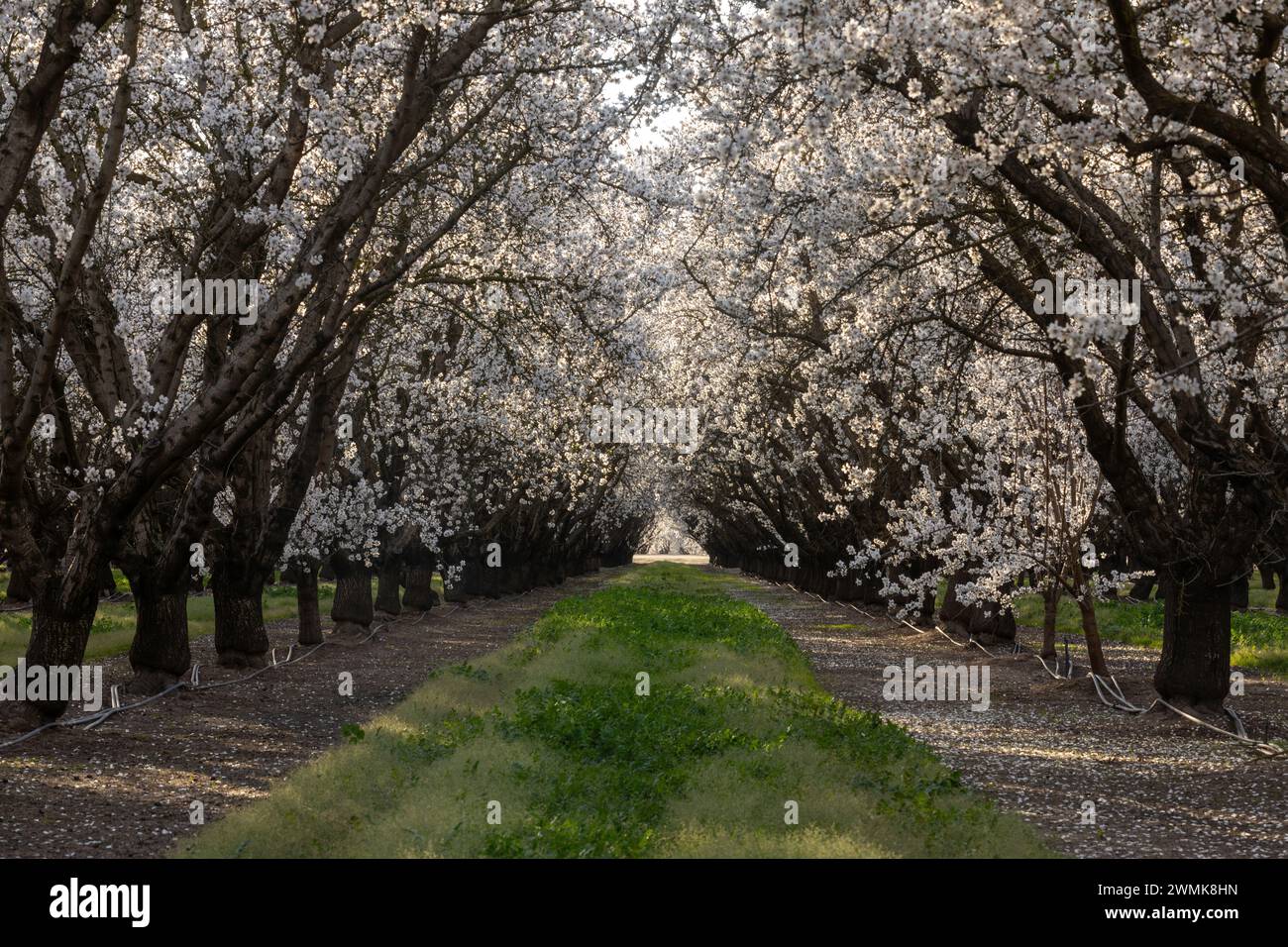Mandel Blossom Tree Tunnel. Modesto, Stanislaus County, Kalifornien. Stockfoto