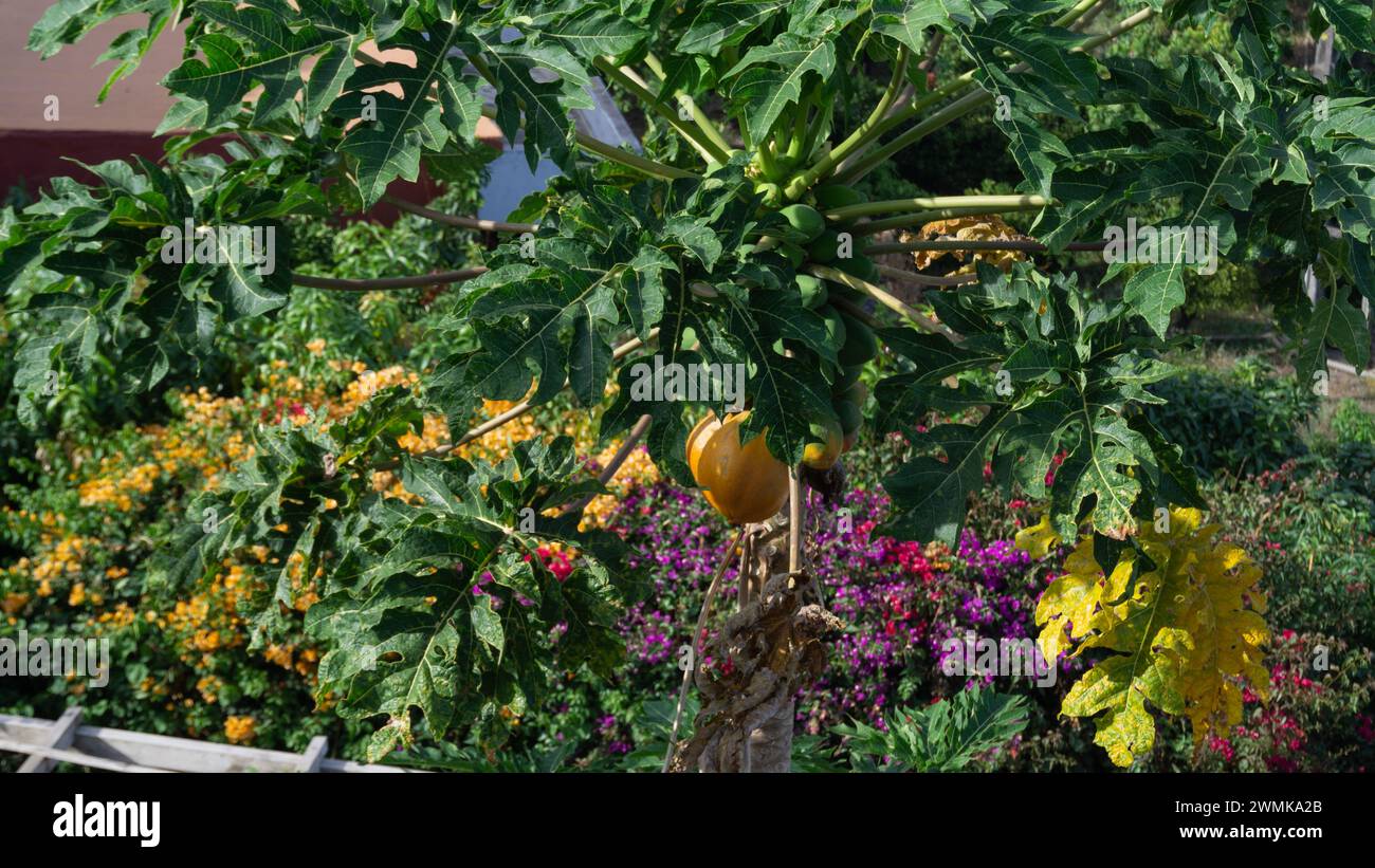 Frischer, biologischer und exotischer Obstbau. Stockfoto