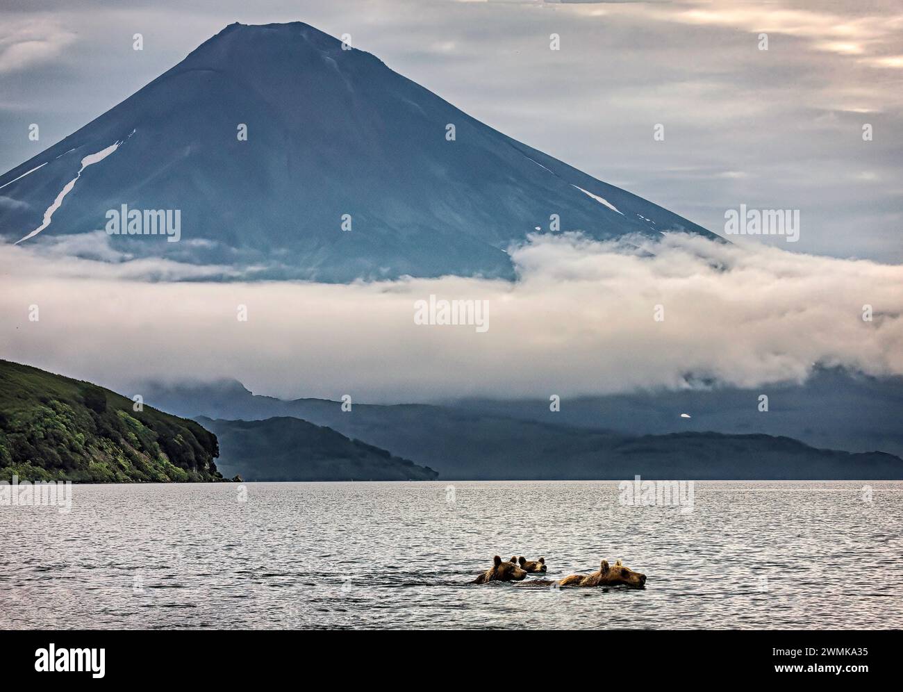 Braunbären (Ursus arctos), auch bekannt als Grizzlies, fischen Lachse an einem der besten Orte, an denen der Ozernaya River in den Kurilskoe See mündet... Stockfoto