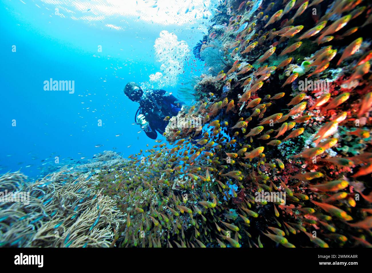 Kehren Sie Fische und Taucher in den unberührten Gewässern vor der Insel Banta, die reich an Wasserlebewesen sind. Taucher kommen, um eine Region zu erkunden, in der zwei Ozeane... Stockfoto
