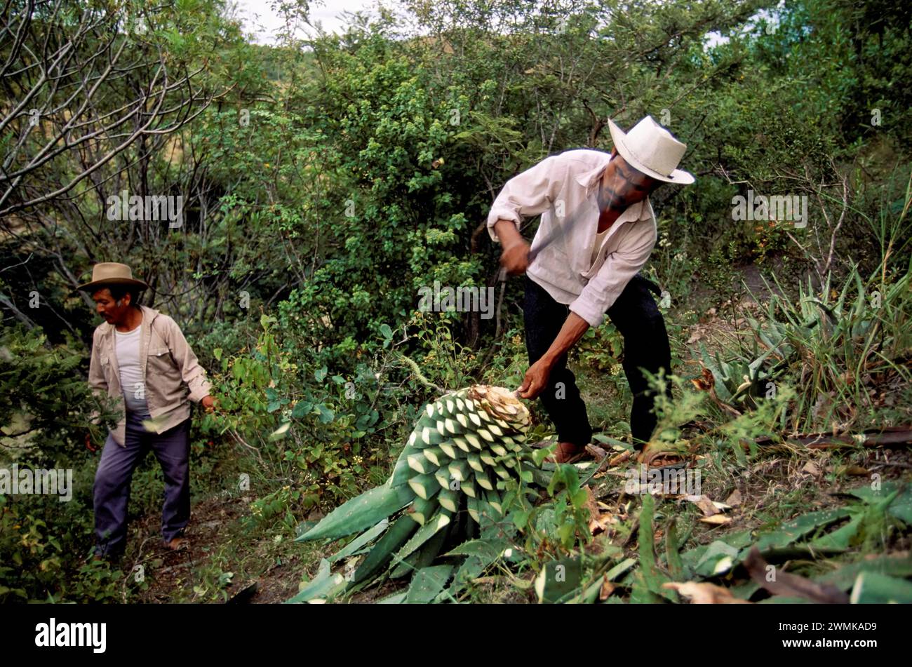 Arbeiter sammeln wilde Agave im ländlichen Oaxaca, wo 80 % des Mescal in Mexiko hergestellt werden. Sie produzieren 1.000 Liter Mescal im Monat in der kleinen Fabrik... Stockfoto