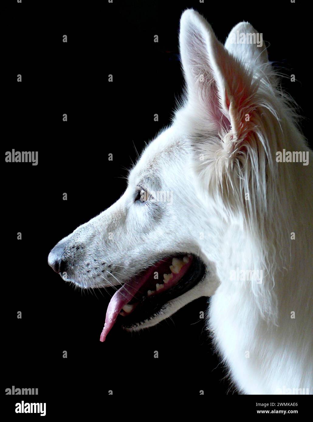 Profilkopfaufnahme eines weißen Schäferhunds Stockfoto