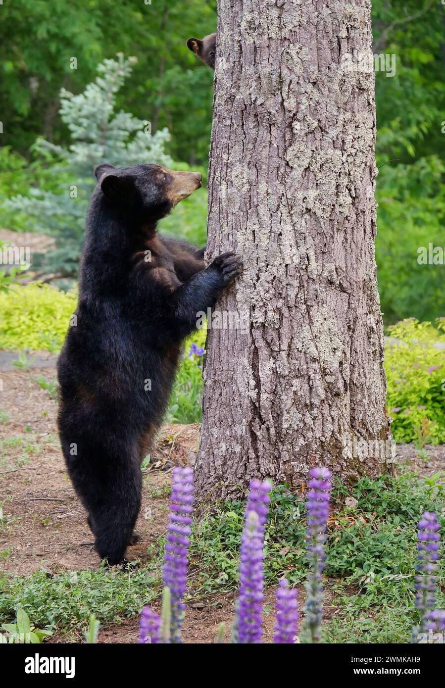 Der amerikanische Schwarzbärenjunge (Ursus americanus) blickt hinter einem Baum hervor, während seine Mutter hinausschaut; Weaverville, North Carolina, Vereinigte Staaten von Amerika Stockfoto