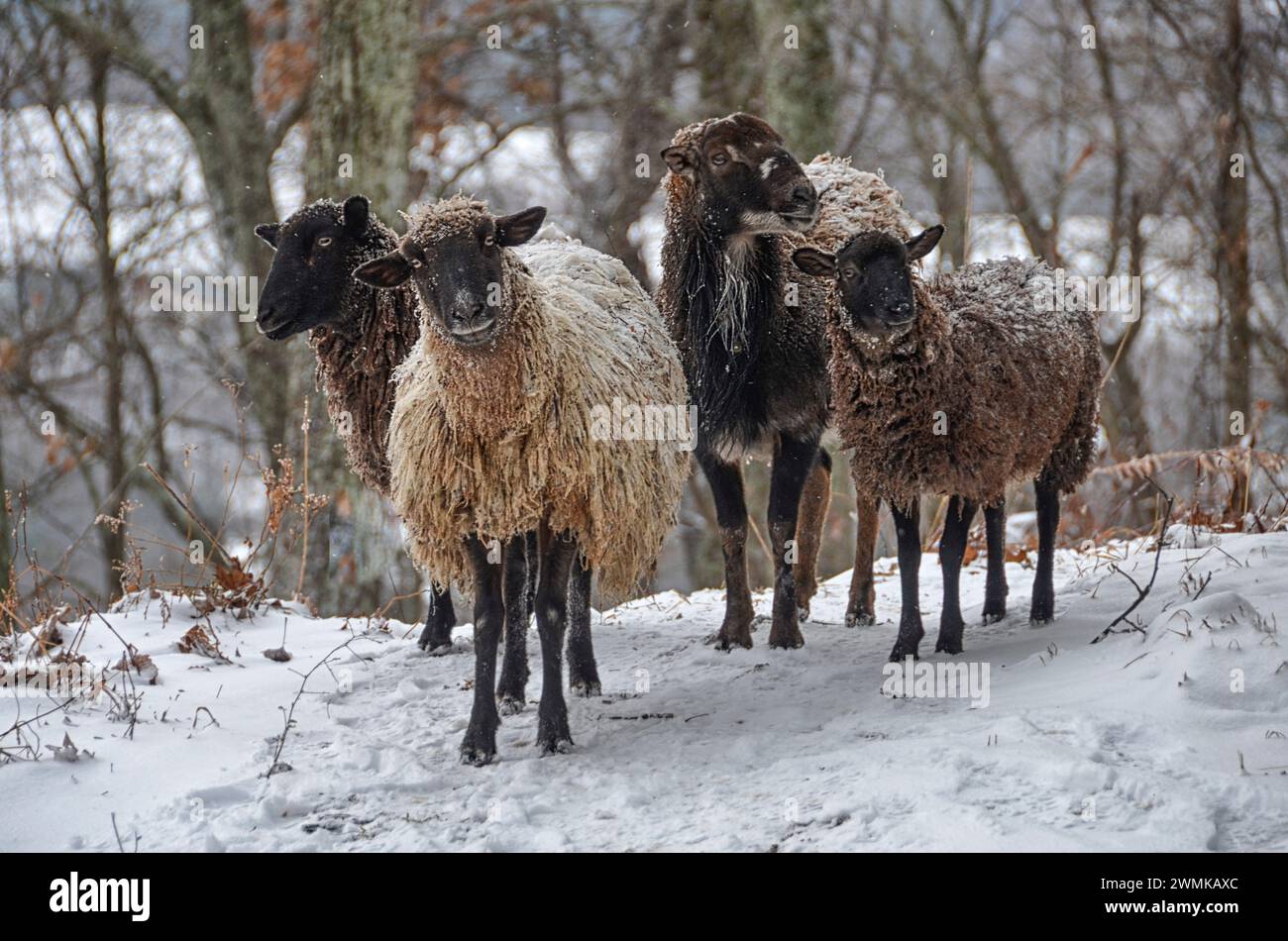 Wayward Sheep (Ovis aries), eine Mischung aus brasilianischem Kurzhaar und Soay, stehen im Schnee Stockfoto