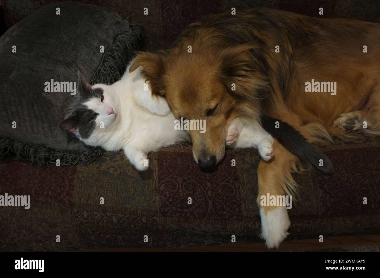Zusammen schlafen -Fotos und -Bildmaterial in hoher Auflösung – Alamy