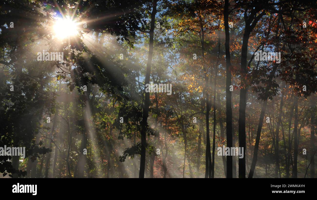 Morgensonnenlicht zieht durch Herbstbäume; Weaverville, North Carolina, Vereinigte Staaten von Amerika Stockfoto