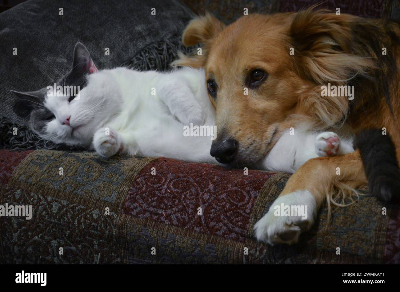 Katze und Hund kuscheln sich Stockfoto