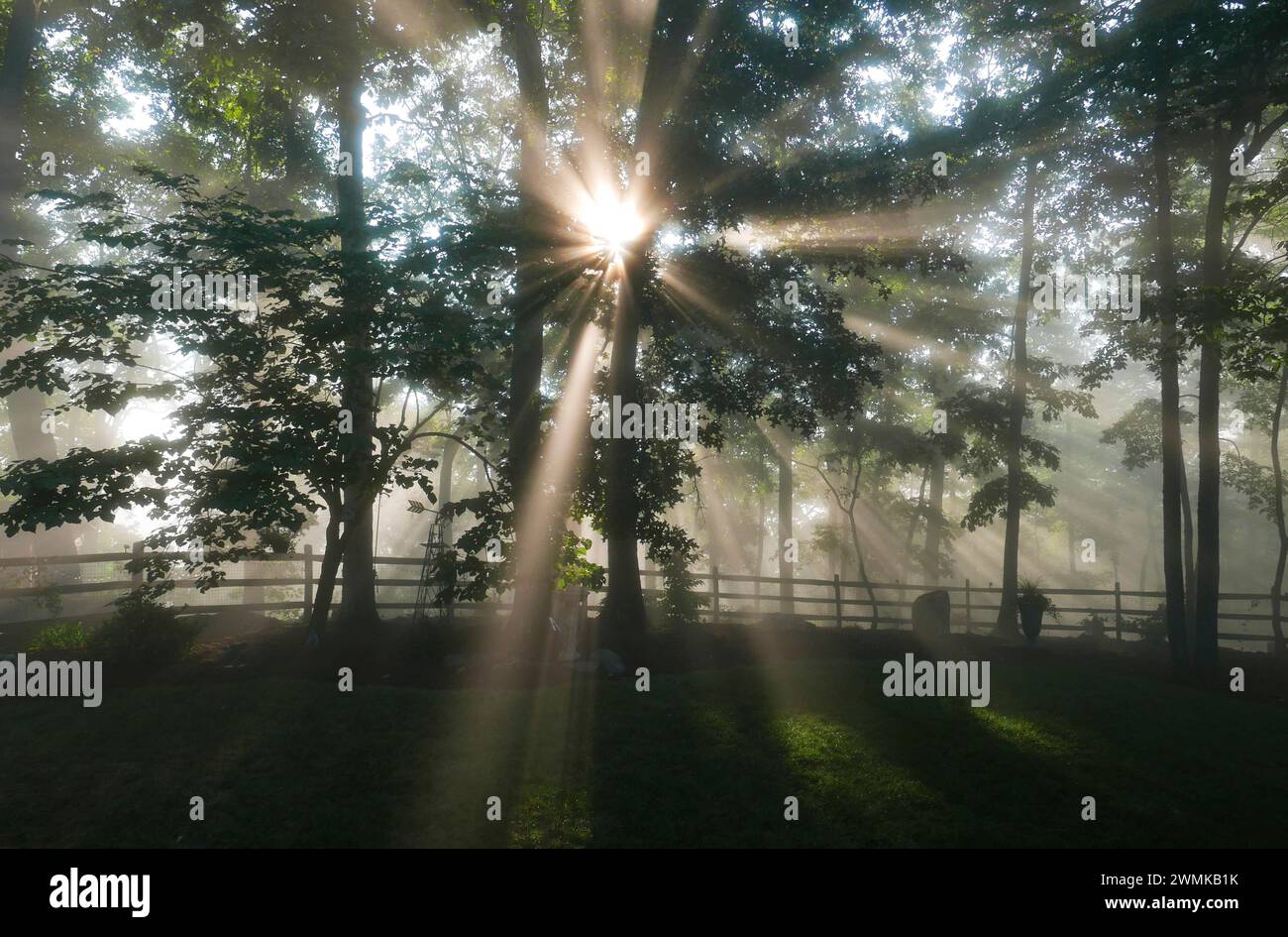 Die Morgensonne strömt an einem nebeligen Morgen durch Bäume; Weaverville, North Carolina, Vereinigte Staaten von Amerika Stockfoto