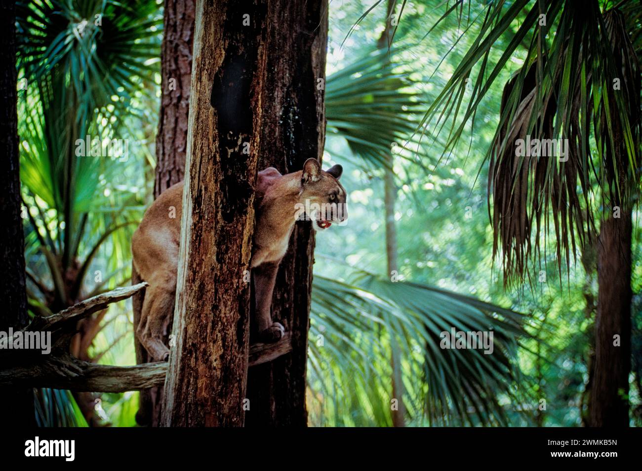 Florida Panther (Felis concolor coryi), der von einem Baum herabblickt; Florida, Vereinigte Staaten von Amerika Stockfoto