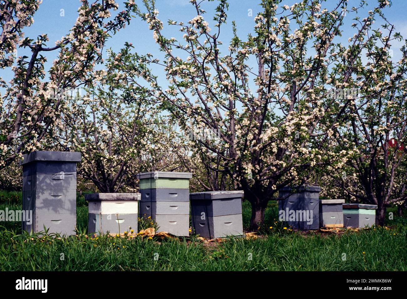 Bienenstöcke zur Bestäubung von Obstbaumblüten; Adams County; Pennsylvania; USA Stockfoto