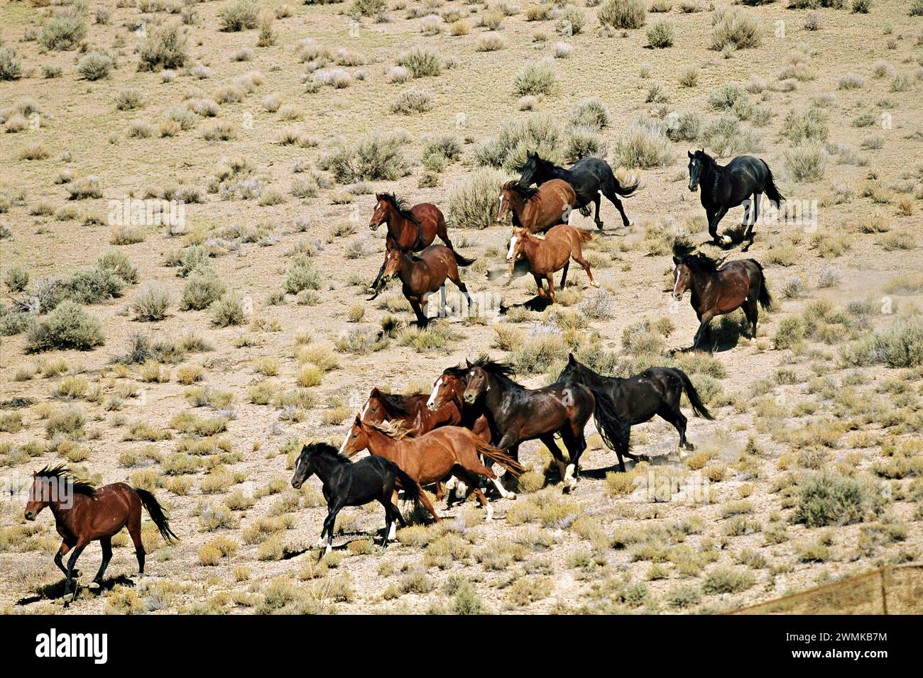 Eine Herde wilder Pferde galoppiert durch das trockene Nevada-Gebirge, die während eines Zusammenschlusses des Bureau of Land Management von einem Hubschrauber verfolgt werden. Mustang Herden sind föderal... Stockfoto