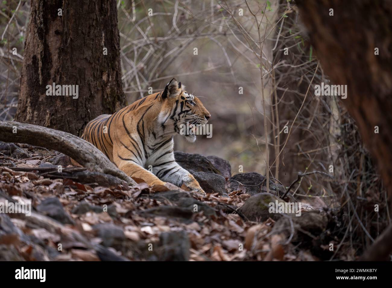 Der bengalische Tiger (Panthera tigris tigris) liegt zwischen Felsen unter der Öffnung der Bäume; Madhya Pradesh, Indien Stockfoto