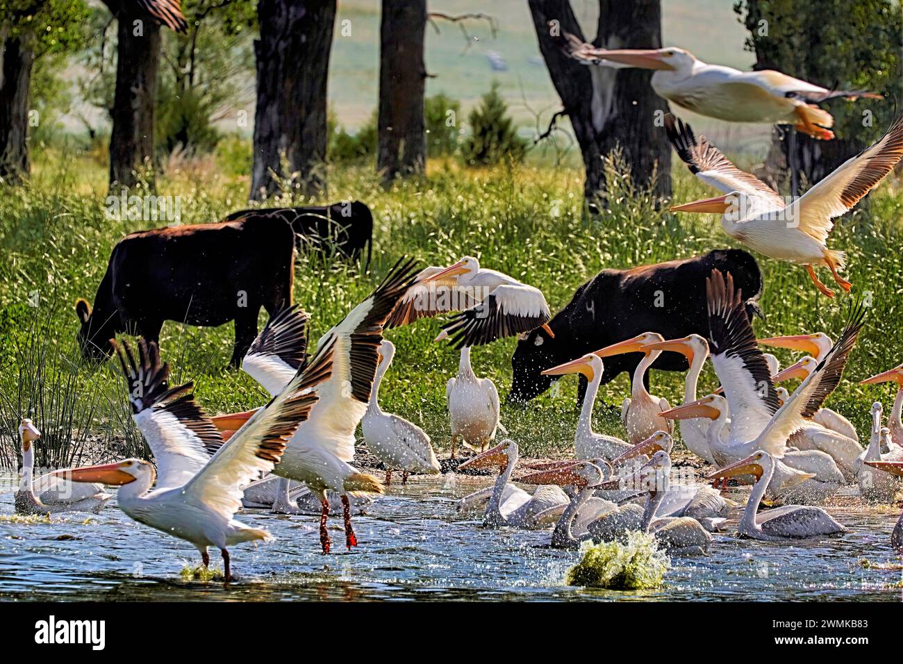 Seltsame Gegenüberstellung von Pelikanen und Rindern auf einer Ranch in Nebraska. Die wandernden Populationen der weißen Pelikane (Pelecanus erythrorhynchos) sind ... zu finden Stockfoto