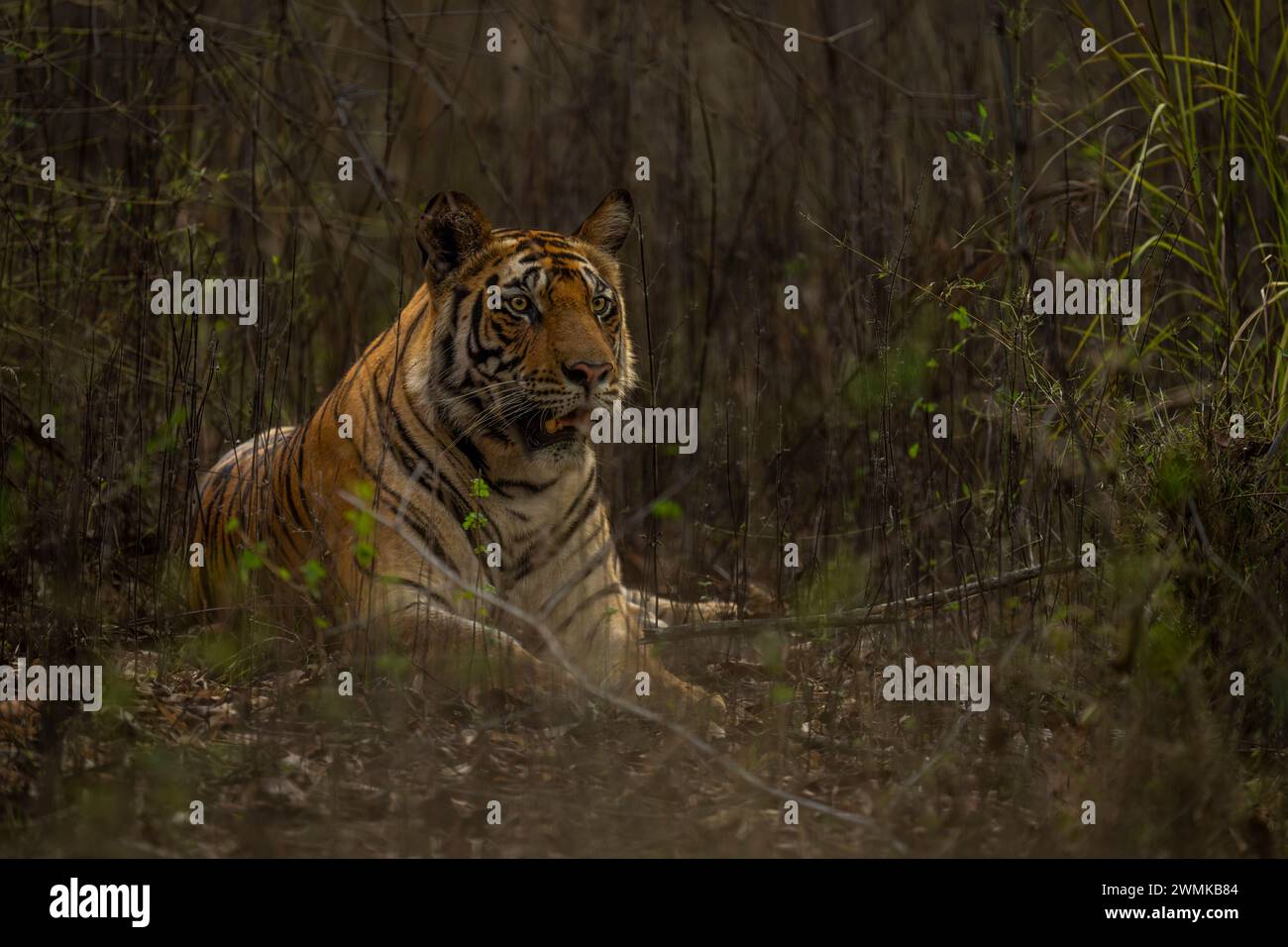 Bengalischer Tiger (Panthera tigris tigris), der in Büschen nach vorne blickt; Madhya Pradesh, Indien Stockfoto