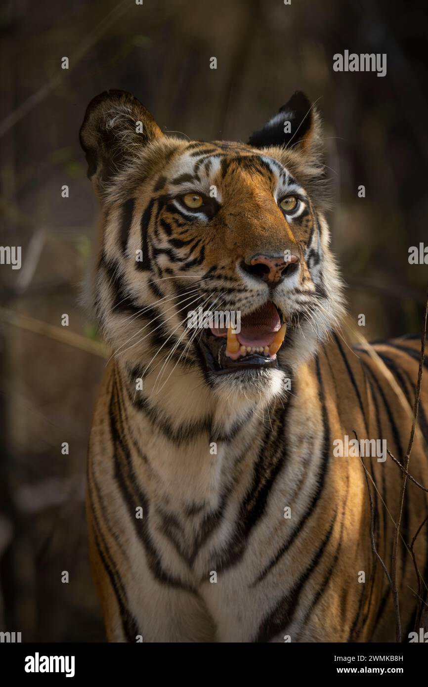 Nahaufnahme eines bengalischen Tigers (Panthera tigris tigris), der mit offenem Mund in einem Wald steht; Madhya Pradesh, Indien Stockfoto