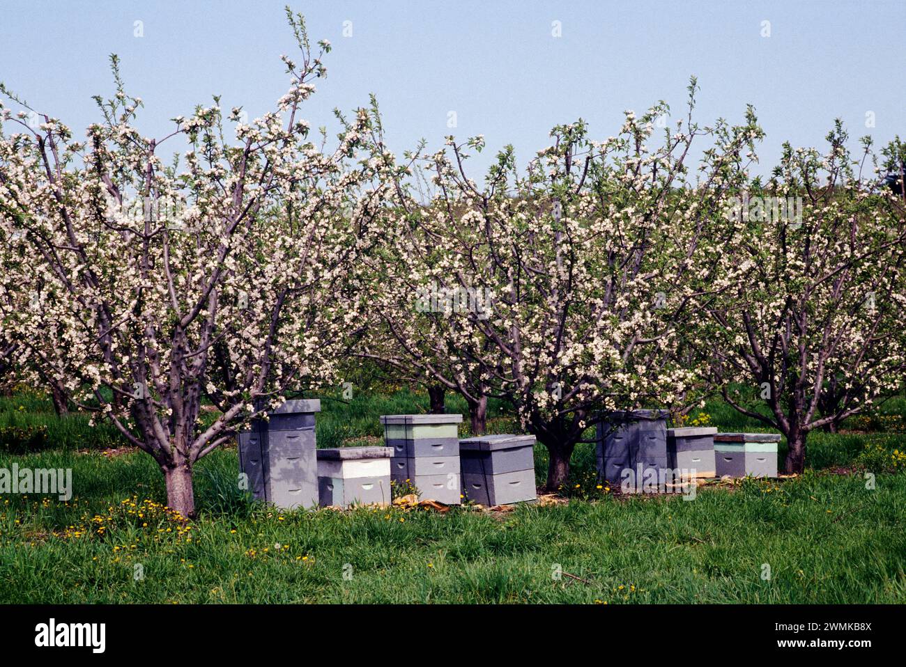Bienenstöcke zur Bestäubung von Obstbaumblüten; Adams County; Pennsylvania; USA Stockfoto