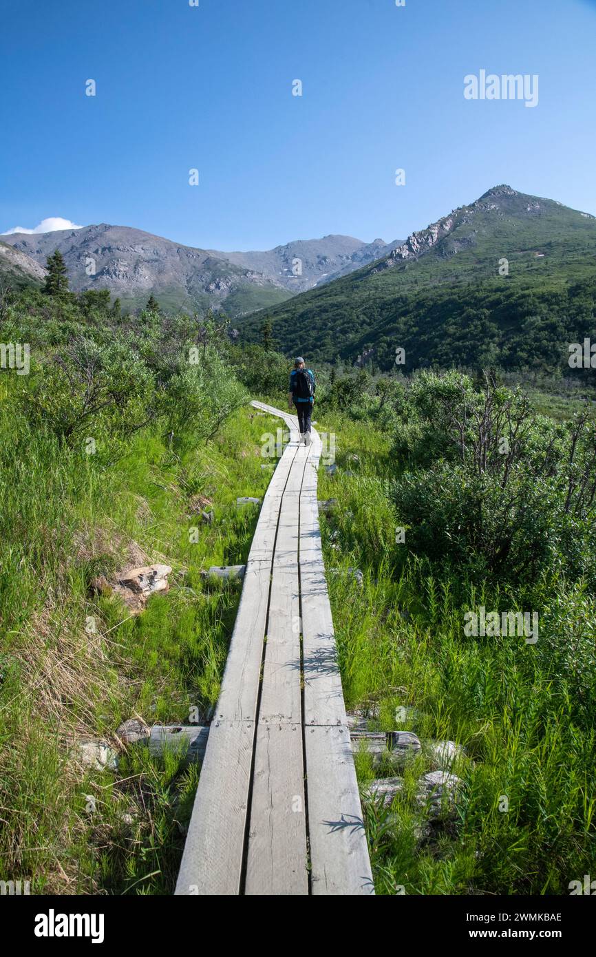 Blick von hinten auf eine reife Wanderer auf dem Savage Alpine Trail im Denali National Park an einem klaren Tag Stockfoto