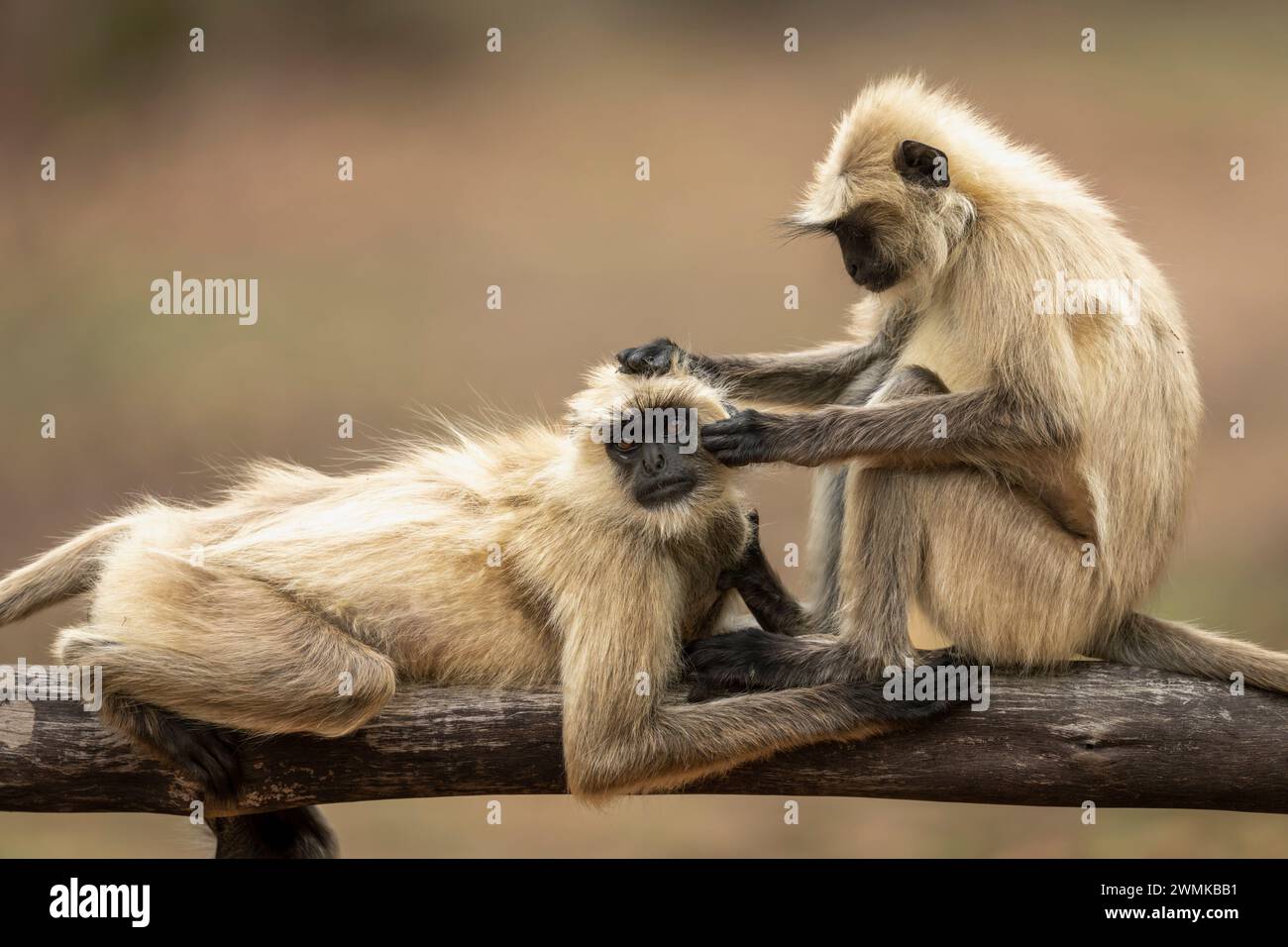 Semnopithecus entellus (Semnopithecus entellus) seine Pflege ist eine weitere im Bandhavgarh National Park; Madhya Pradesh, Indien Stockfoto