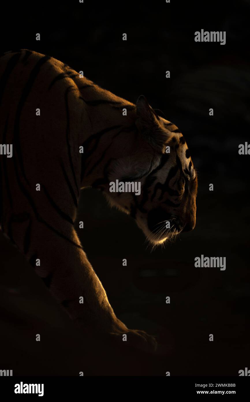Männlicher bengalischer Tiger (Panthera tigris tigris) spaziert in der Dunkelheit, beleuchtet von der untergehenden Sonne. Er hat orange und schwarze Streifen mit weißen Flecken auf dem Heim... Stockfoto