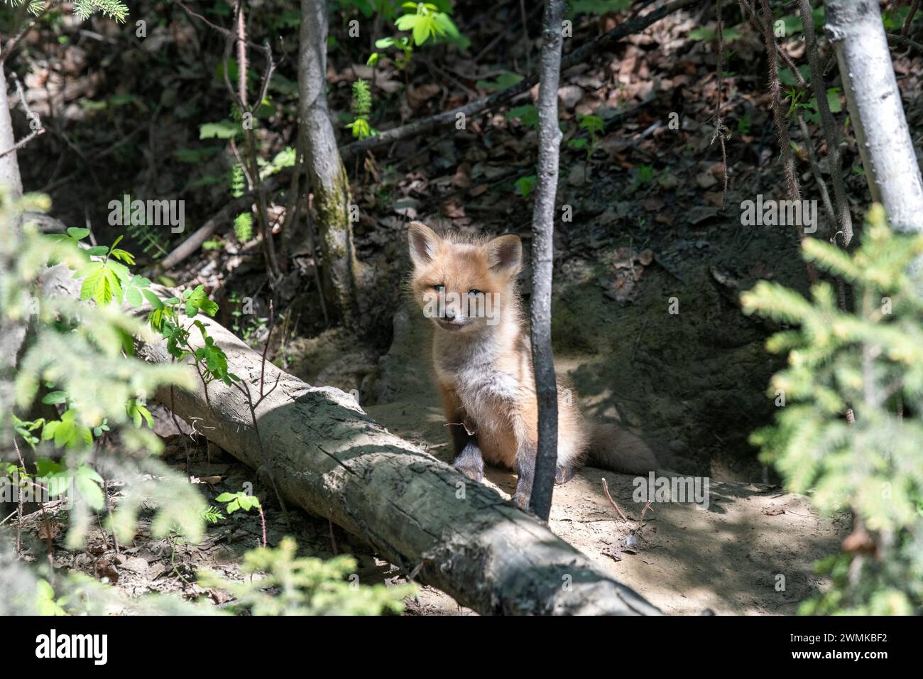 Porträt eines Rotfuchses (Vulpes vulpes), der vor seiner Höhle in der Nähe von Fairbanks sitzt; Fairbanks, Alaska, Vereinigte Staaten von Amerika Stockfoto