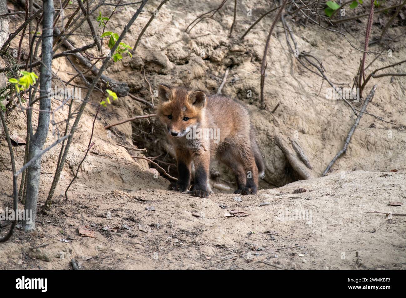 Red Fox (Vulpes vulpes) Trikot steht vor seiner Höhle in der Nähe von Fairbanks; Fairbanks, Alaska, Vereinigte Staaten von Amerika Stockfoto