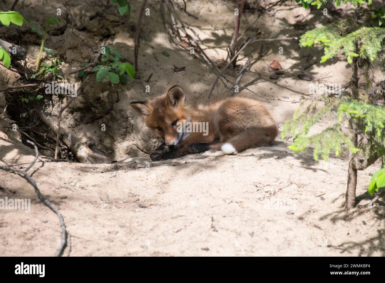 Red Fox (Vulpes vulpes)-Kit liegt vor der Höhle in der Nähe von Fairbanks; Fairbanks, Alaska, USA Stockfoto