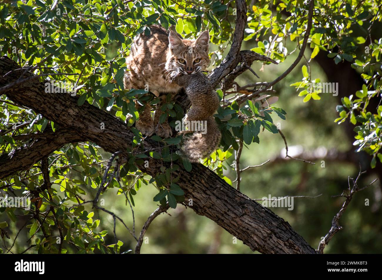 Bobcat (Lynx rufus) auf einem Ast mit einem gefangenen Eichhörnchen im Mund Stockfoto