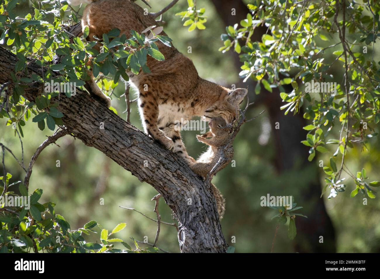 Bobcat (Lynx rufus) auf einem Ast mit einem gefangenen Eichhörnchen im Mund Stockfoto