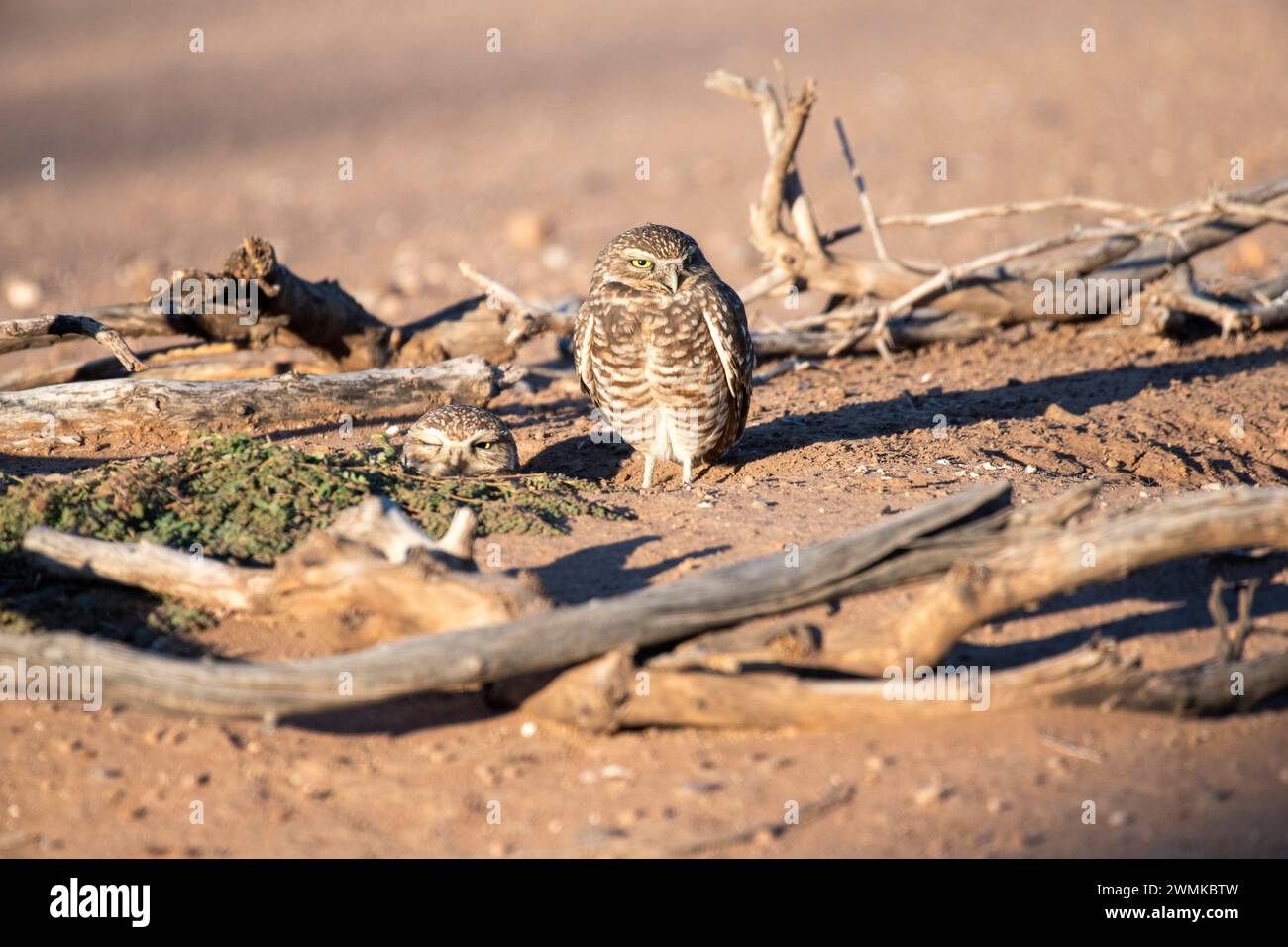 Zwei Grabeizen (Athene cunicularia) in ihrem Nestgraben in Casa Grande, Arizona, USA; Arizona, USA Stockfoto