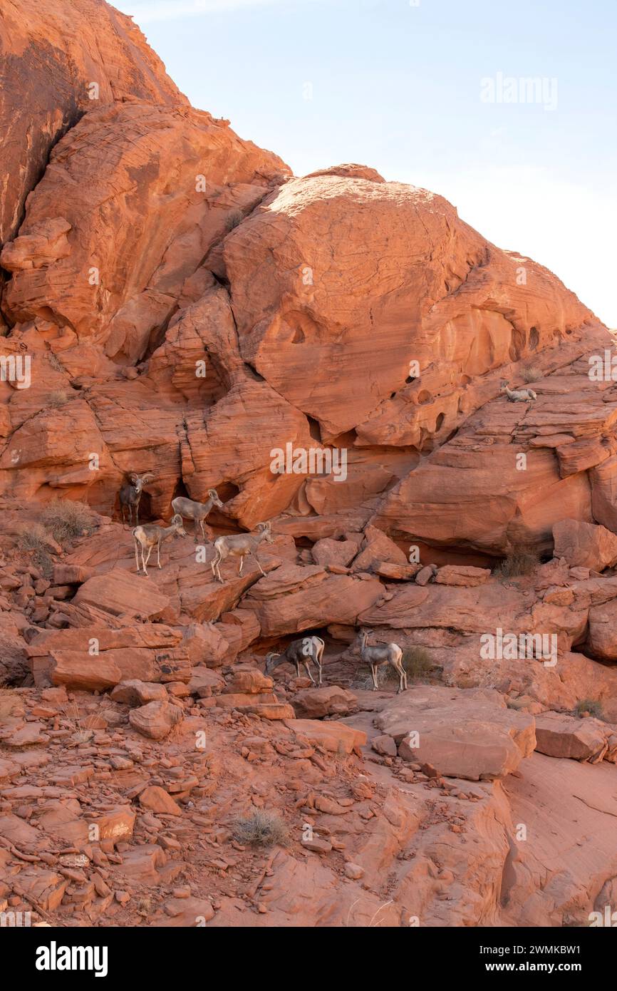 Eine Gruppe von Dickhornschafen aus der Wüste (Ovis canadensis nelsoni) streift durch die roten Klippen des Valley of Fire State Park; Nevada, Vereinigte Staaten von Amerika Stockfoto